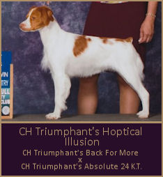 CH Triumphant's Hoptical Illusion